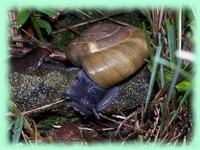 Zonite algirius ou escargot peson