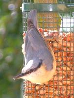 Nuthatch, Sitta europaea,  Guildford, Surrey, U.K., August 2005. Photo © Barrie Jamieson