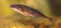 Ninespine Stickleback Pungitius pungitius