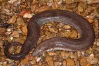 : Amphiuma tridactylum; Three-toed Amphiuma