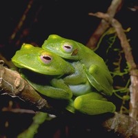 : Boophis luteus; Greater Madagascan Green Treefrog