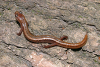 : Eurycea quadridigitata; Dwarf Salamander