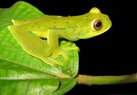 : Hyloscirtus denticulentus