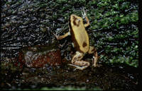 : Phyllobates lugubris; Striped Poison-dart Frog