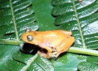 : Platypelis sp.