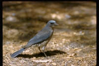 : Aphelocoma californica woodhouseii; Western Scrub Jay