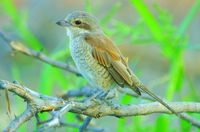 : Lanius collurio; Red-backed Shrike