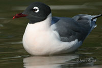 : Larus pipixcan; Franklin's Gull