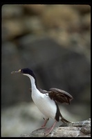 : Phalacrocorax atriceps; Blue-eyed Shag