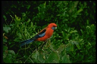 : Platycercus elegans; Crimson Rosella