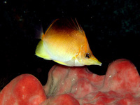 : Chaetodon aculeatus; Longsnout Butterflyfish