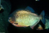 : Colossoma brachypomum; Black Pacu