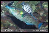 : Gomphosus varius; Green Bird Wrasse