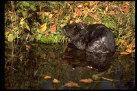 : Castor canadensis; Beaver