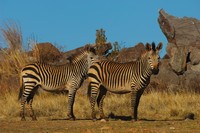 : Equus zebra hartmannae; Hartmann's Mountain Zebra