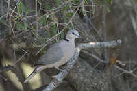 : Streptopelia capicola; Cape Turtle Dove