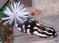 : Spilogale gracilis; Western Spotted Skunk