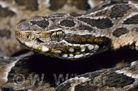 : Bothrops neuwiedi = bothrops neuwiedi urutu; Neuwied's Lancehead