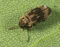 : Hadrobregmus notatus