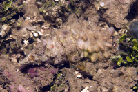 : Cerithium echinatum