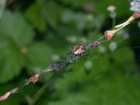 : Cyclosa conica; Trashline Orbweaver