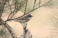 Lesser Whitethroat