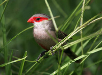 Common Waxbill