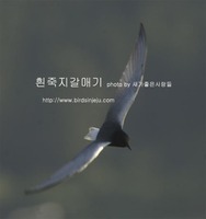 흰죽지갈매기 White-winged Tern