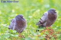 양비둘기, 낭비둘기(Hill Pigeon)