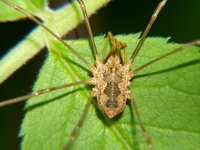 Phalangium opilio