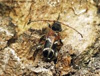 Phymatodes alni