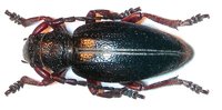 Dorcadion pedestre kaszabi