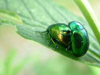 Chrysolina herbacea