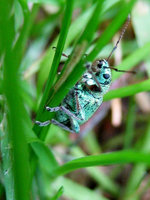 Phyllobius pyri