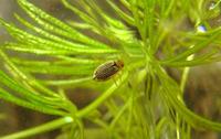 Hygrotus enneagrammus