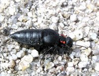 Physomeloe corallifer