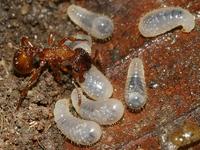 Myrmica