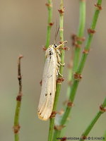 Spiris striata - Feathered Footman