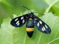 Amata phegea - The Nine-spotted