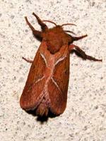 Triodia sylvina - Orange Swift