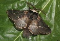 Poecilocampa populi - December Moth