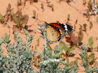 Danaus chrysippus - Plain Tiger