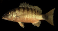 Lutjanus semicinctus, Black-banded snapper: fisheries