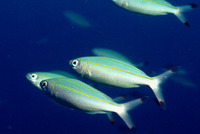 Pterocaesio digramma, Double-lined fusilier: fisheries