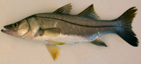 Centropomus poeyi, Mexican snook: fisheries, gamefish