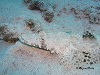 Papilloculiceps longiceps, Tentacled flathead: fisheries