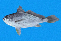 Larimus effulgens, Shining drum: fisheries