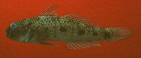 Acentrogobius audax, Mangrove goby: