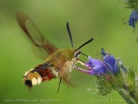 Hemaris fuciformis - Broad-bordered Bee Hawk-moth