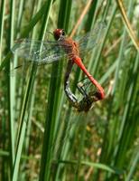 Sympetrum sanguineum - Ruddy Darter